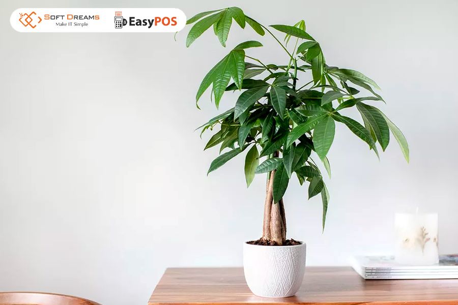 Cây phong thủy tượng trưng cho sự sinh sôi nảy nở của tài lộc